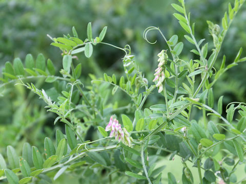 Vicia amoena