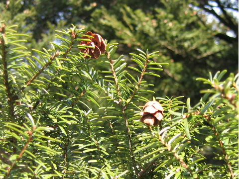 Tsuga sieboldii