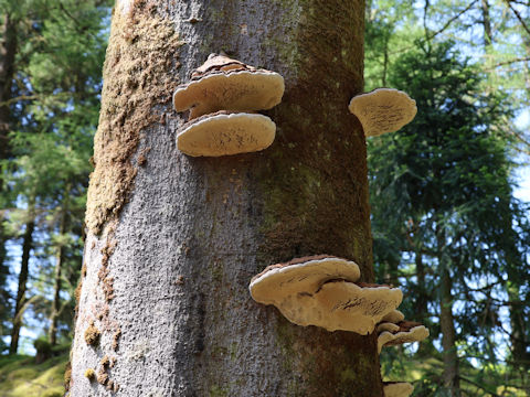 Fomitopsis pinicola