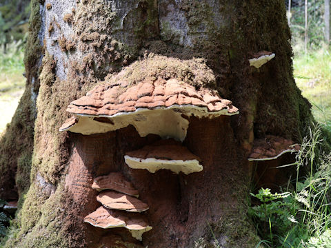Fomitopsis pinicola
