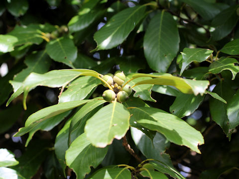 Quercus sessilifolia
