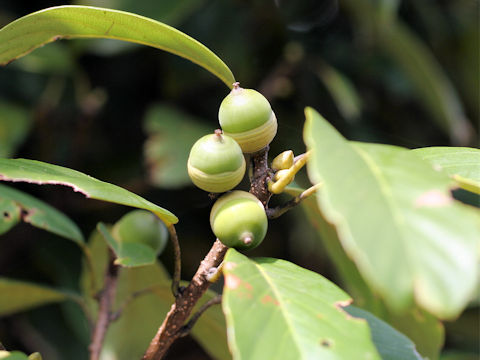 Quercus sessilifolia