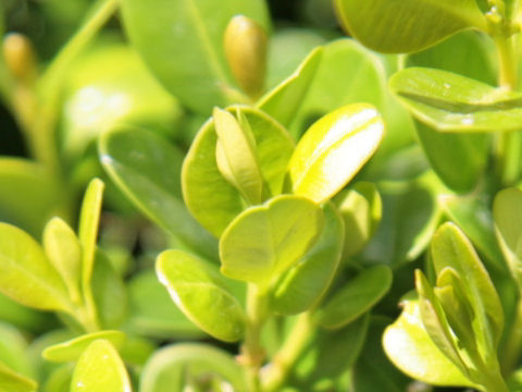 Buxus microphylla var. japonica