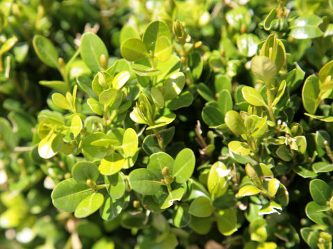 Buxus microphylla var. japonica