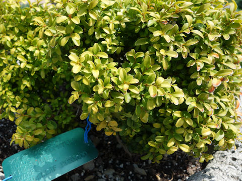 Buxus microphylla var. japonica