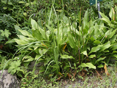 Hosta clausa var. clausa