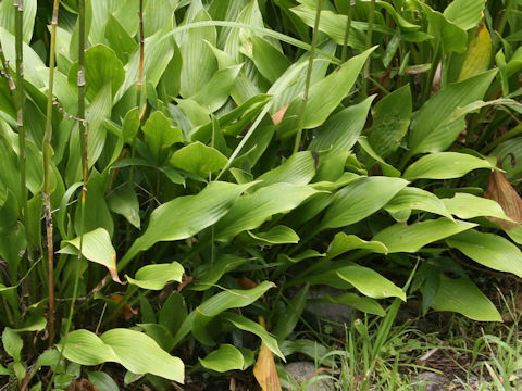 Hosta clausa var. clausa
