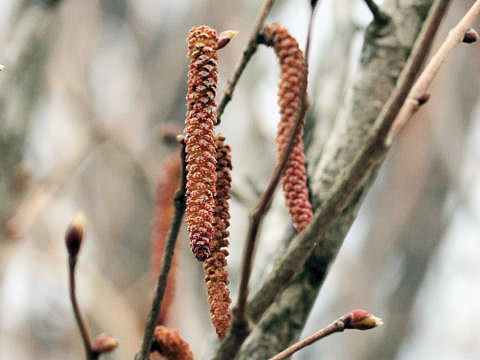 Corylus sieboldiana