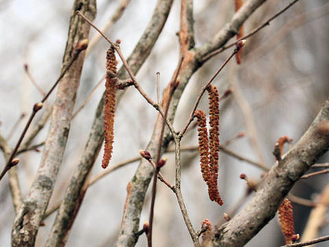 Corylus sieboldiana