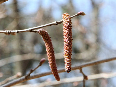 Corylus sieboldiana