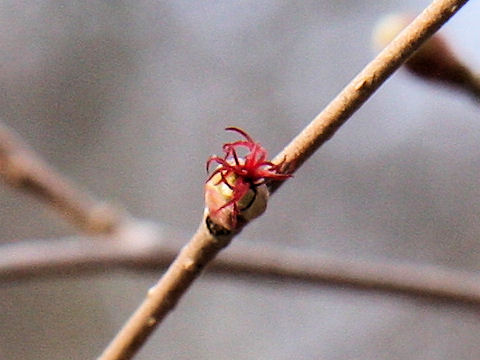 Corylus sieboldiana