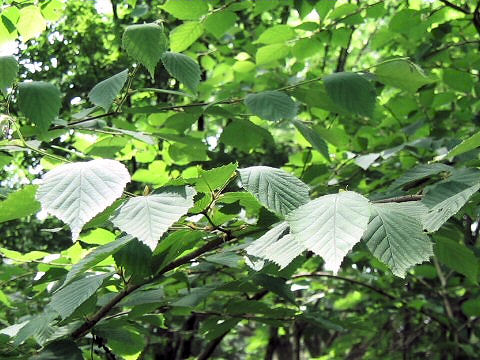 Corylus sieboldiana