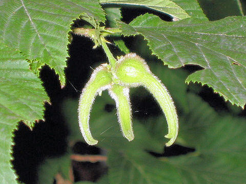 Corylus sieboldiana