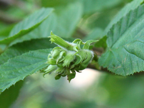 Corylus sieboldiana