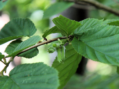 Corylus sieboldiana