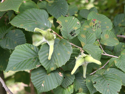 Corylus sieboldiana