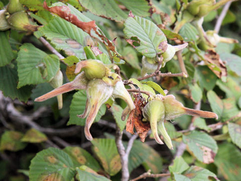 Corylus sieboldiana