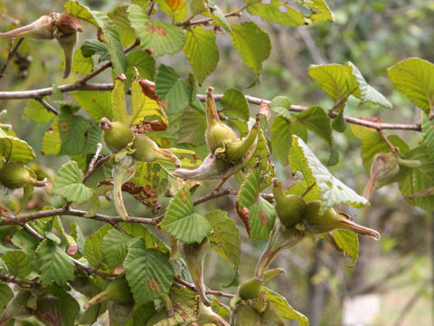 Corylus sieboldiana