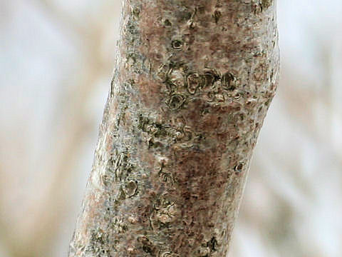 Corylus sieboldiana