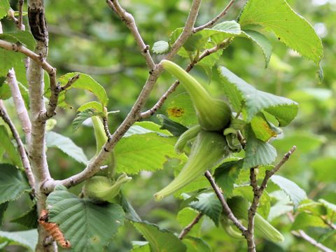 Corylus sieboldiana