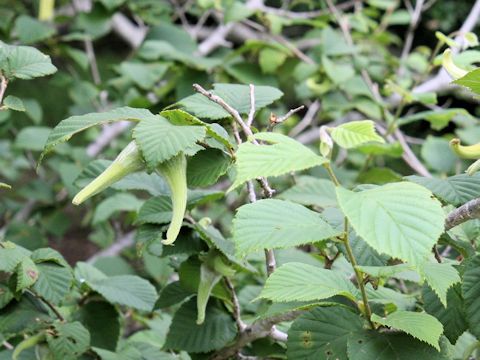 Corylus sieboldiana