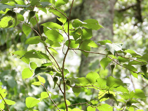 Corylus sieboldiana