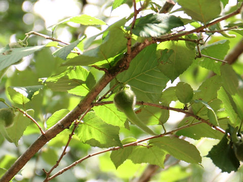 Corylus sieboldiana