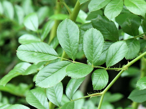 Rosa multiflora var. adenochaeta