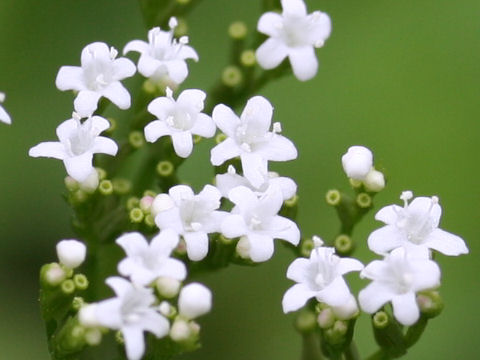 Valeriana flaccidissima