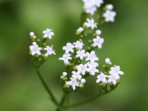 Valeriana flaccidissima