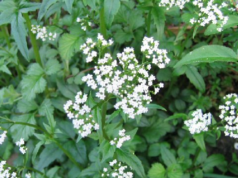 Valeriana flaccidissima