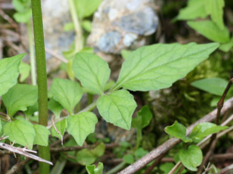 Valeriana flaccidissima