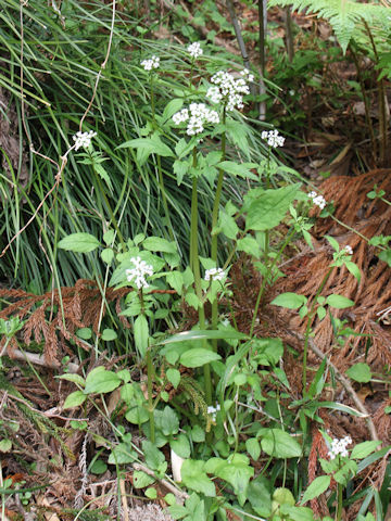 Valeriana flaccidissima