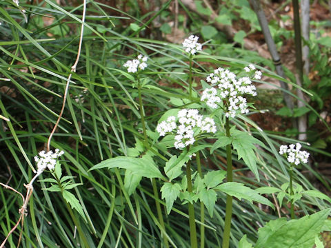 Valeriana flaccidissima