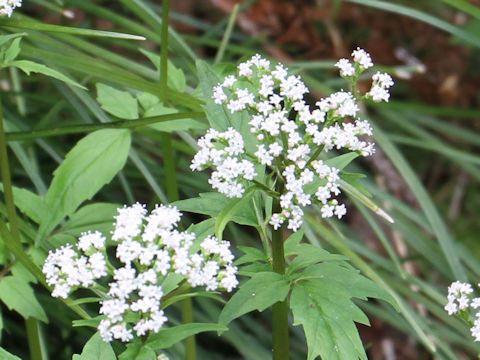 Valeriana flaccidissima