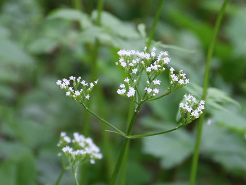 Valeriana flaccidissima