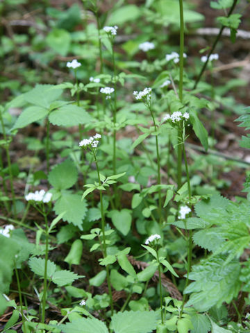 Valeriana flaccidissima