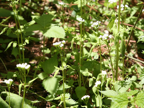 Valeriana flaccidissima