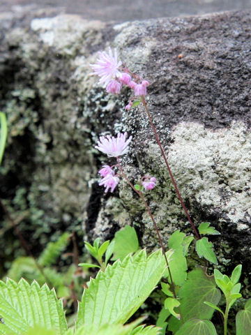 Thalictrum kiusianum