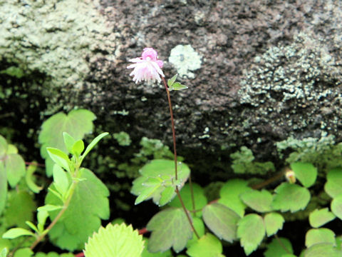 Thalictrum kiusianum