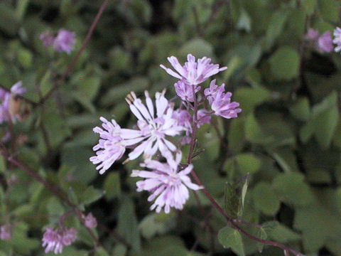 Thalictrum kiusianum