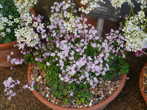 Thalictrum kiusianum