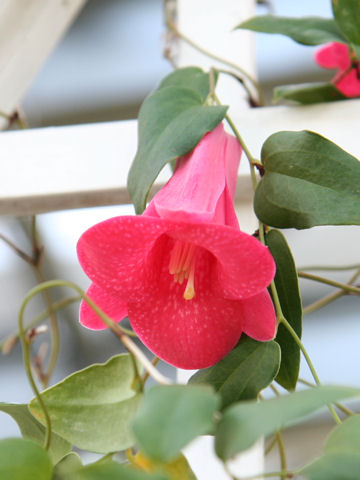 Lapageria rosea