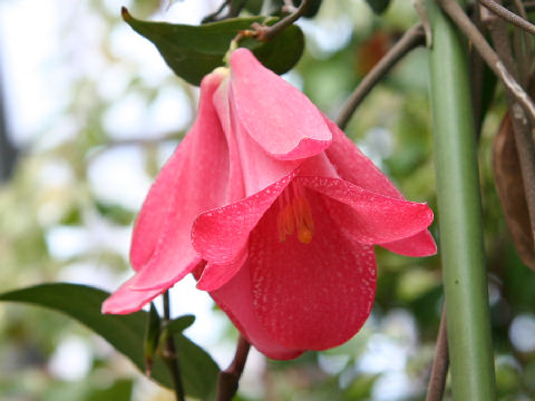 Lapageria rosea