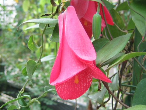 Lapageria rosea