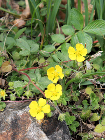 Potentilla stolonifera