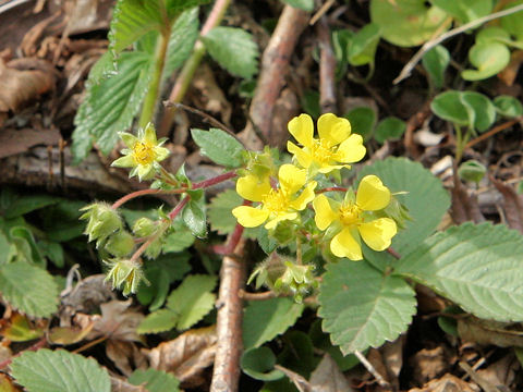 Potentilla stolonifera