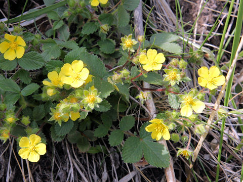 Potentilla stolonifera