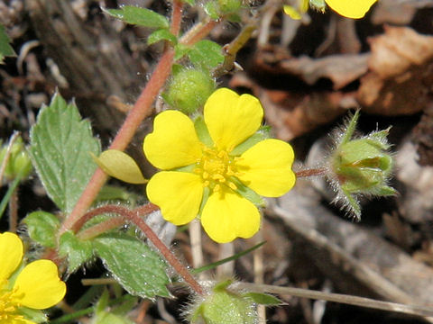 Potentilla stolonifera