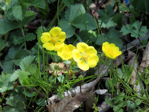 Potentilla stolonifera